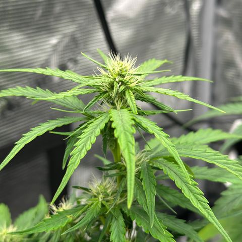 Blue Cheese auto growlog timeline photo