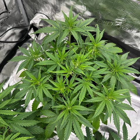 Medusa F1 🗿 growlog timeline photo