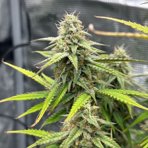Medusa F1 🗿 growlog timeline photo