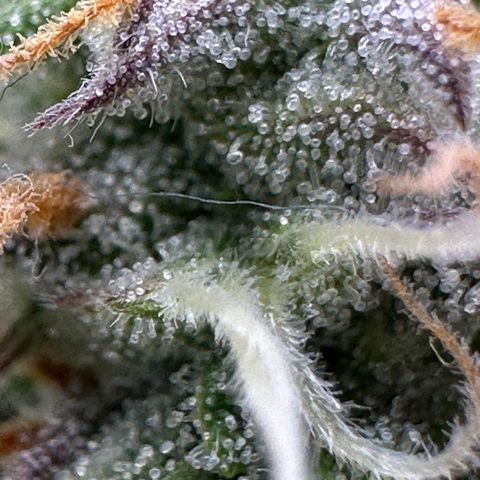 Medusa F1 🗿 growlog timeline photo