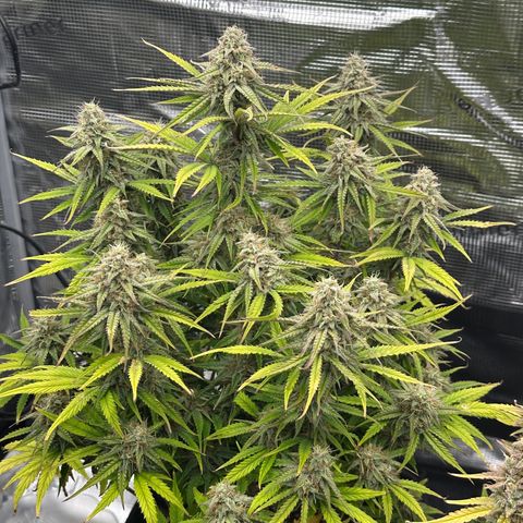 Medusa F1 🗿 growlog timeline photo