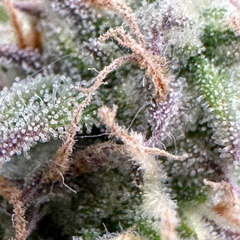 Medusa F1 🗿 growlog timeline photo