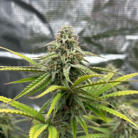 Medusa F1 🗿 growlog timeline photo