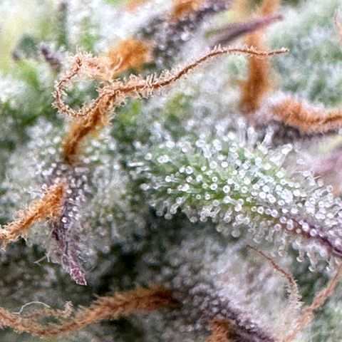 Medusa F1 🗿 growlog timeline photo