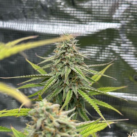 Medusa F1 🗿 growlog timeline photo
