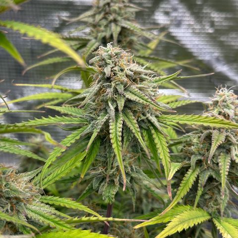 Medusa F1 🗿 growlog timeline photo
