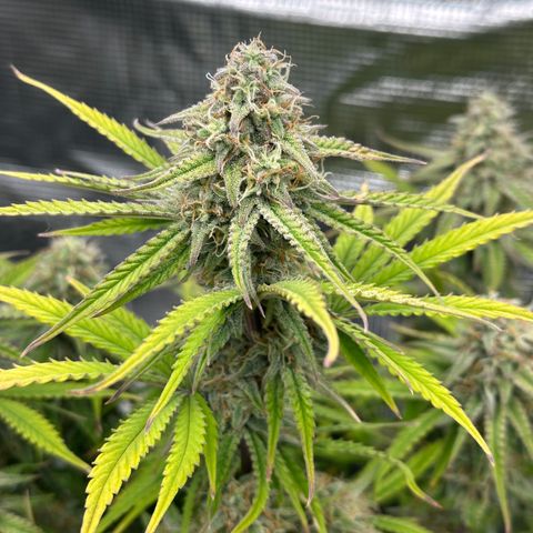 Medusa F1 🗿 growlog timeline photo