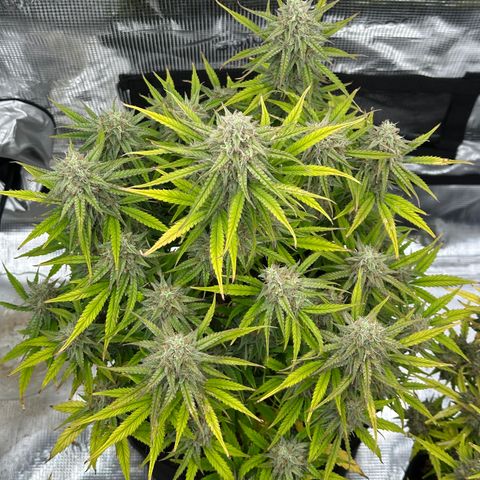 Medusa F1 🗿 growlog timeline photo