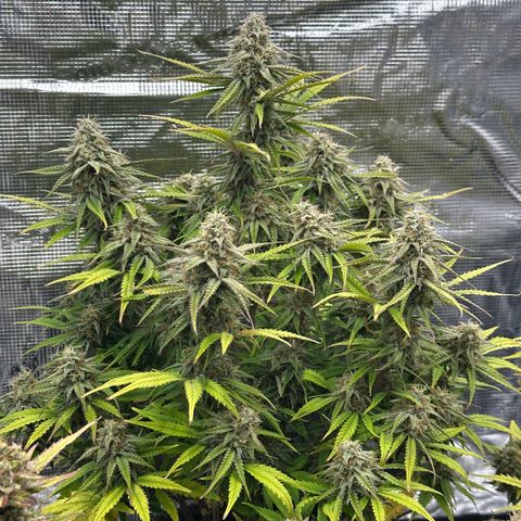 Medusa F1 🗿 growlog timeline photo