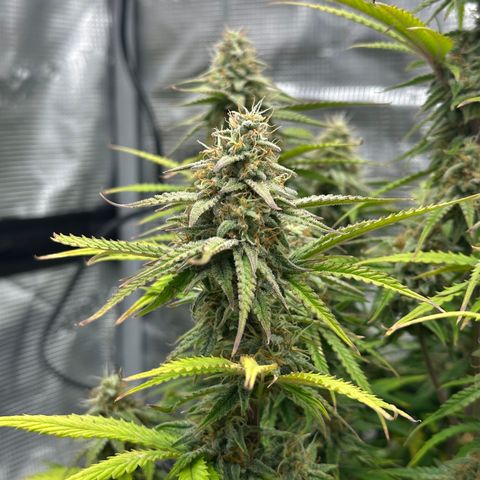 Medusa F1 🗿 growlog timeline photo