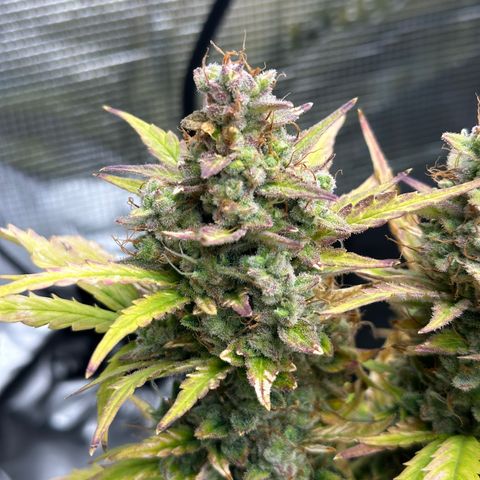 Blue Cheese auto growlog timeline photo