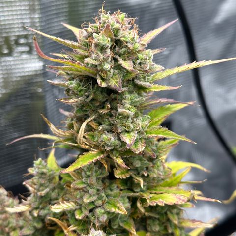 Blue Cheese auto growlog timeline photo