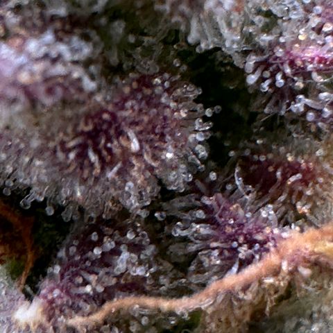 Blue Cheese auto growlog timeline photo