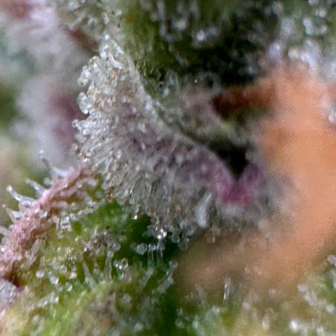 Blue Cheese auto growlog timeline photo