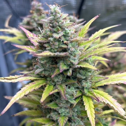 Blue Cheese auto growlog timeline photo