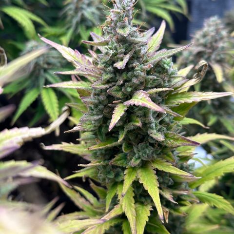 Blue Cheese auto growlog timeline photo