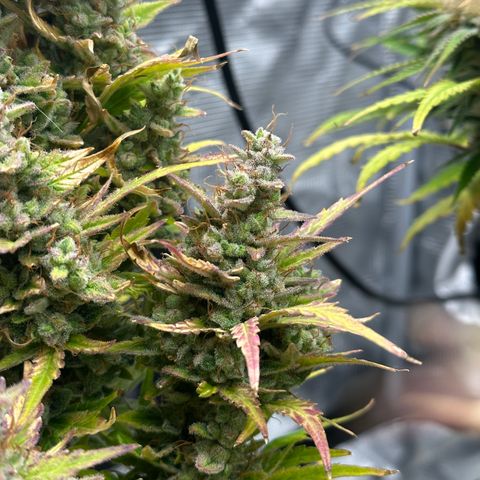 Blue Cheese auto growlog timeline photo