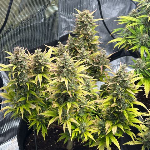 Blue Cheese auto growlog timeline photo