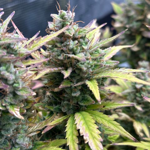 Blue Cheese auto growlog timeline photo