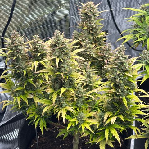 Blue Cheese auto growlog timeline photo