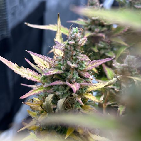 Blue Cheese auto growlog timeline photo