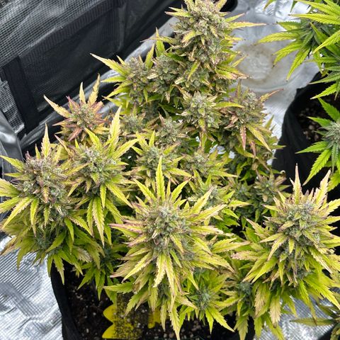 Blue Cheese auto growlog timeline photo