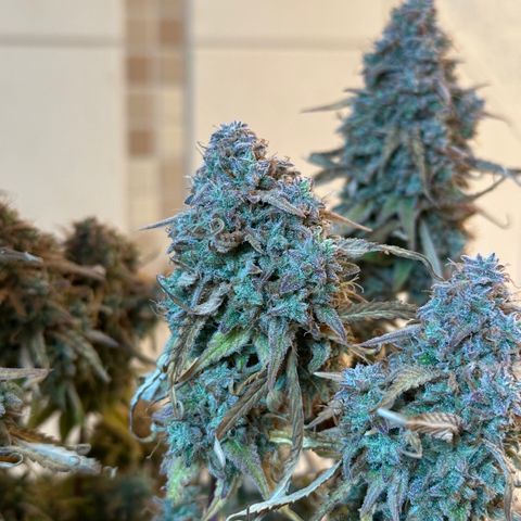 Medusa F1 🗿 growlog timeline photo