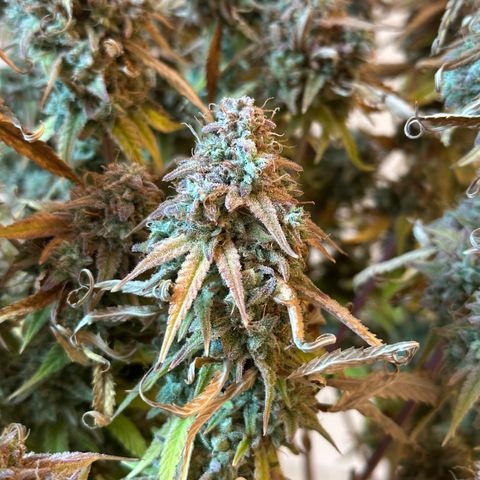 Medusa F1 🗿 growlog timeline photo