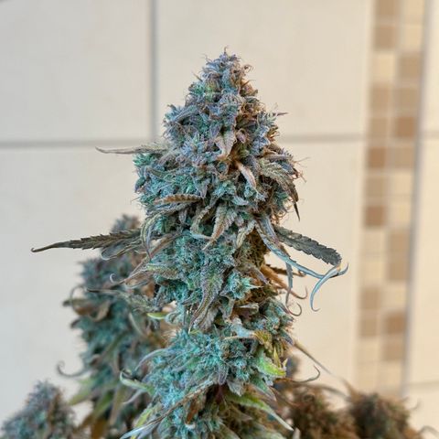 Medusa F1 🗿 growlog timeline photo