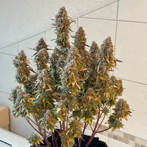 Medusa F1 🗿 growlog timeline photo