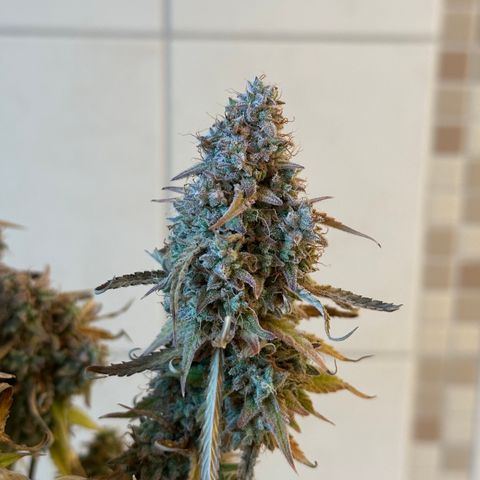 Medusa F1 🗿 growlog timeline photo