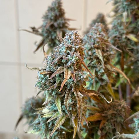 Medusa F1 🗿 growlog timeline photo