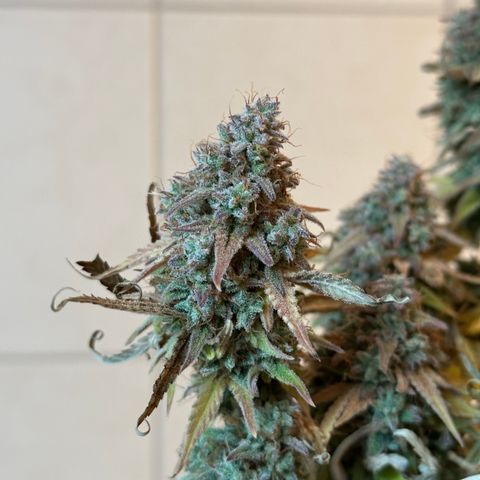 Medusa F1 🗿 growlog timeline photo