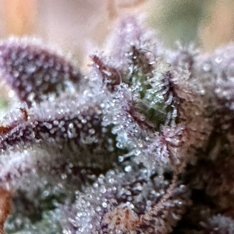 Medusa F1 🗿 growlog timeline photo