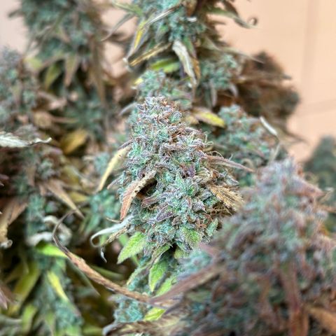Medusa F1 🗿 growlog timeline photo