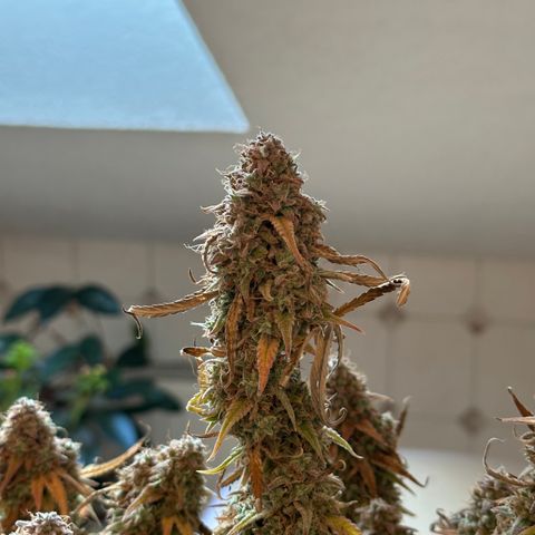Medusa F1 🗿 growlog timeline photo