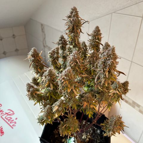 Medusa F1 🗿 growlog timeline photo