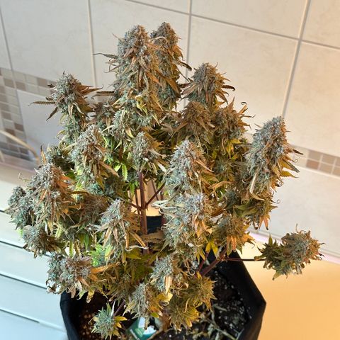 Medusa F1 🗿 growlog timeline photo