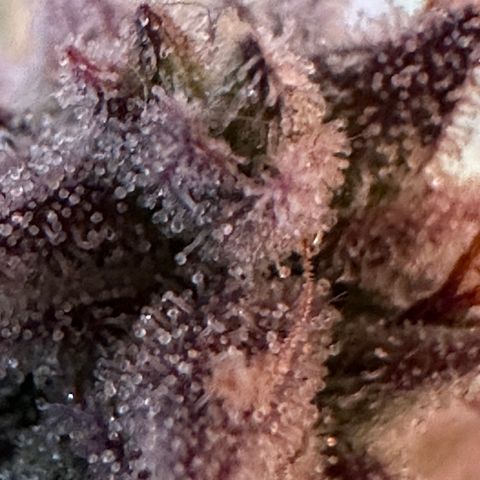 Medusa F1 🗿 growlog timeline photo