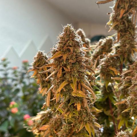 Medusa F1 🗿 growlog timeline photo