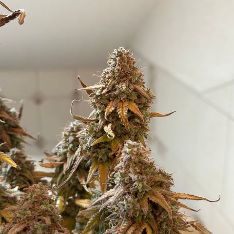 Medusa F1 🗿 growlog timeline photo