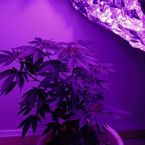 Bebesita  growlog timeline photo