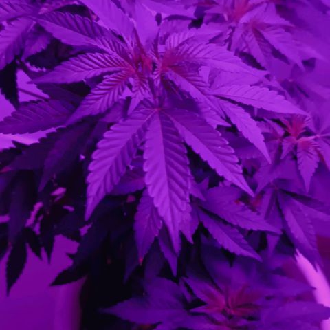 Bebesita  growlog timeline photo
