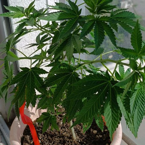 Bebesita  growlog timeline photo