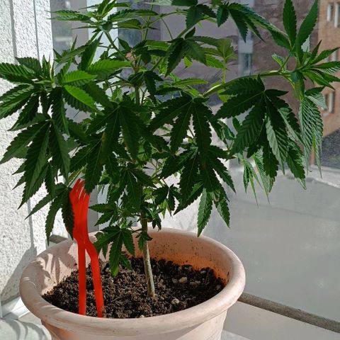 Bebesita  growlog timeline photo