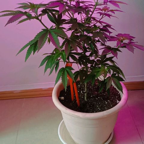 Bebesita  growlog timeline photo