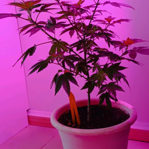 Bebesita  growlog timeline photo