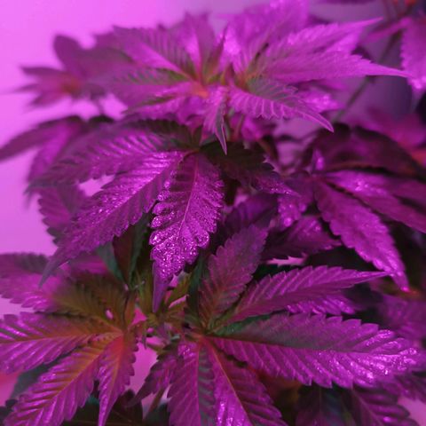 Bebesita  growlog timeline photo
