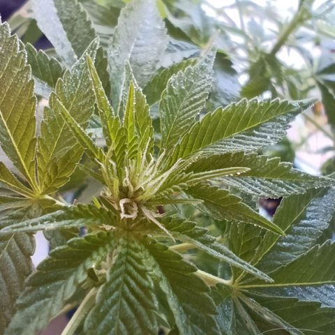 Bebesita  growlog photo: Recuperándose y empezando a florecer 