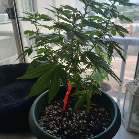 Bebesita  growlog photo: Recuperándose y empezando a florecer 